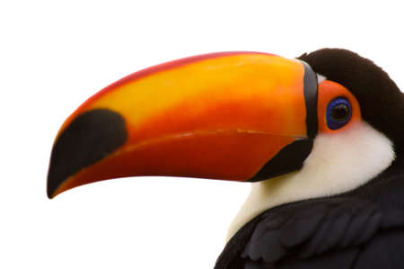 Toco Toucan closeup isolated on whiteの写真素材