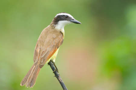 Great Kiskedee in Costa Ricaの写真素材