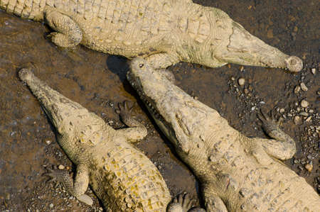 American crocodiles, view from above.の写真素材
