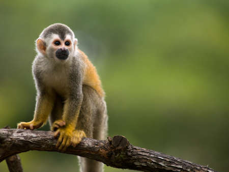 Squirrel monkey in a branchの写真素材