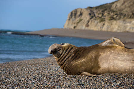 Male Elephant Sealの写真素材