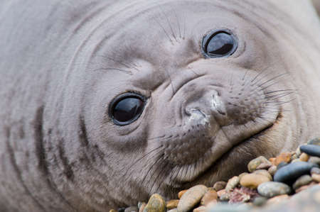 Cute Baby sealの写真素材