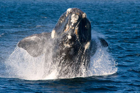 A Right Whale in Peninsula Valdes, Argentina.の写真素材