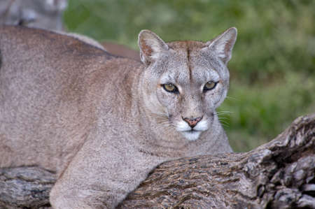 Puma or Cougar in Patagonia  - Puma concolorの写真素材