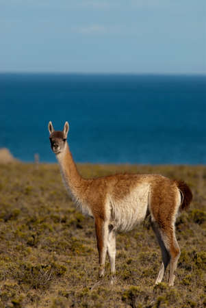 Guanaco (Lama Guanicoe) in Patagoniaの写真素材