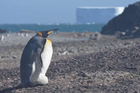 King Penguin in Antarcticaの写真素材
