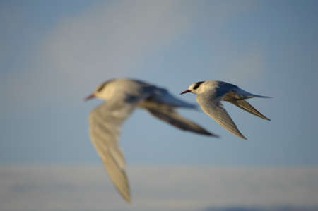 one or two birds flying?