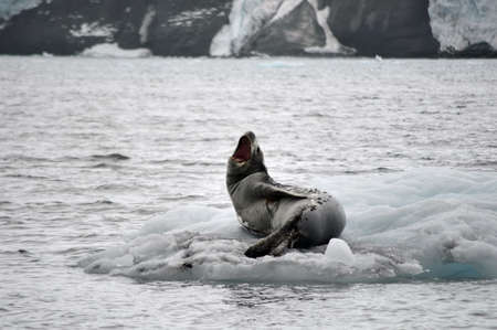 Sea leopard stretching on an ice floe