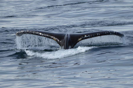 Beautiful whale tail