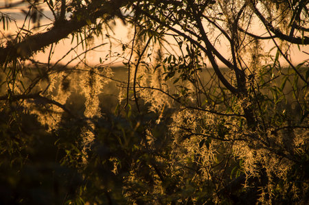 Sunset in the fieldの写真素材