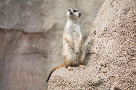 Meerkat hovering looking at something