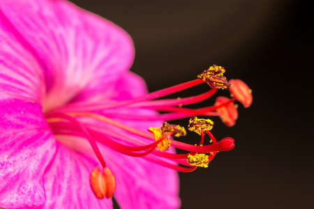 Beautiful red geranium with stamens. Close upの写真素材