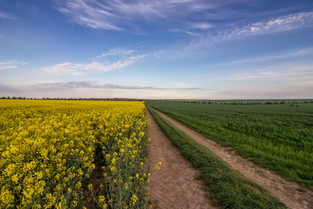country road between colza and wheat fields