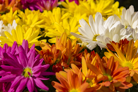 beautiful multicolored chrysanthemum flowers as background day viewの写真素材
