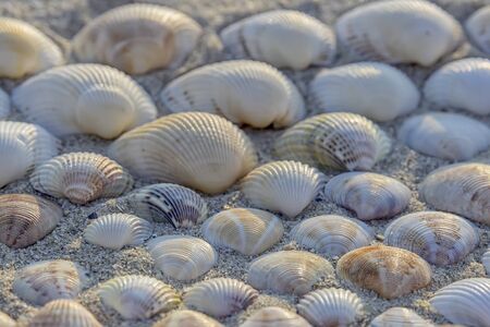 beautiful stacked on sand shell marine clams