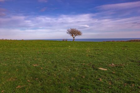 Alone tree on green meadow and cloudy blue skyの写真素材