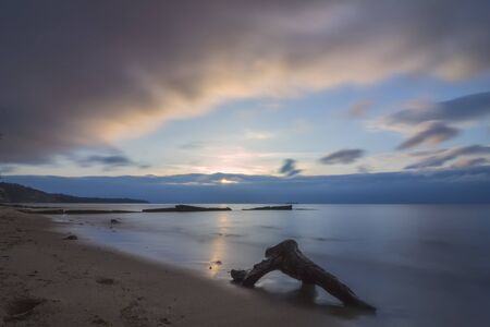 tree branch on the beach at sunriseの写真素材