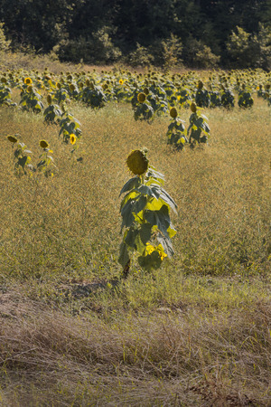 Sunflower and sunflower field resembling humans.Abstractの写真素材