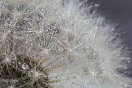 Dandelion in morning dew. Closeの写真素材