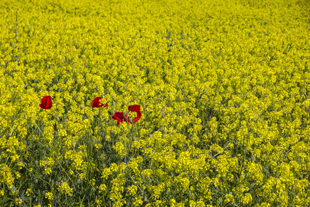 few red poppies between a yellow rapeseed fieldの写真素材
