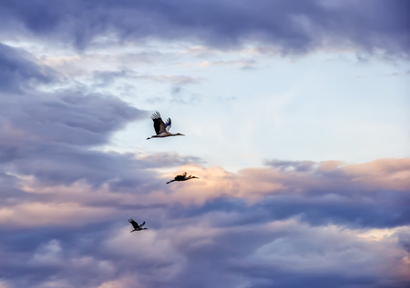 storks flying in the background of the amazing sky autumn migration of the storks in the skyの写真素材