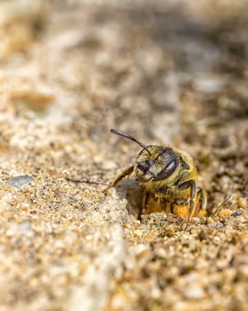 Single earth bee go out from their hole at ground levelの写真素材