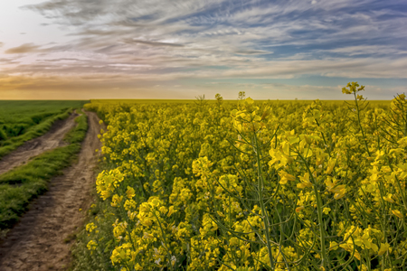 a landscape of beauty rapeseed field and country roadの写真素材