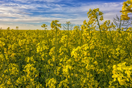 Field of bright yellow rapeseed and beauty sky in spring. Brassica napus. Closeの写真素材