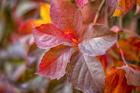 The beauty of autumn colors. Amazing colorful leaves.