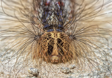 The caterpillar's face in close-up. Close portrait of hairy caterpillarの写真素材
