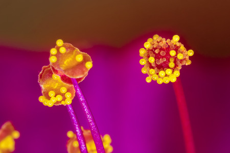 extreme macro of yellow stamens at the red flower