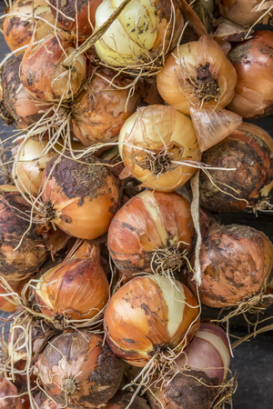A lot of fresh yellow onions close up. Fresh onions. Ripe onions.の写真素材
