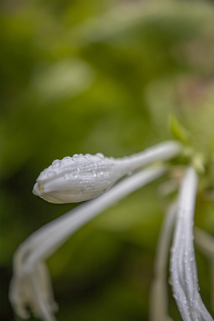White flower with drops at spring day. Vertical view. Blurred backgroundの写真素材