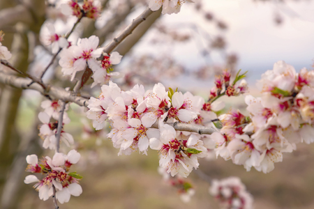 Beautiful gentle colors of the blossom tree in springの写真素材