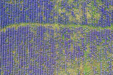 Aerial view from a drone to a lavender field.Horizontal view.の写真素材