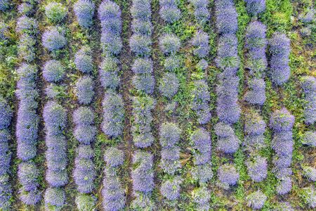 Aerial view from a drone to a lavender field.Top view..の写真素材