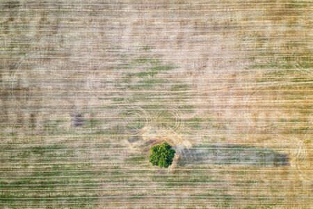 aerial view of a lonely tree in the agricultural field after harvest. Horizontal view