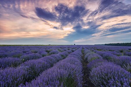 Blooming scented lavender flower fields in endless rows. Sunset field.の写真素材