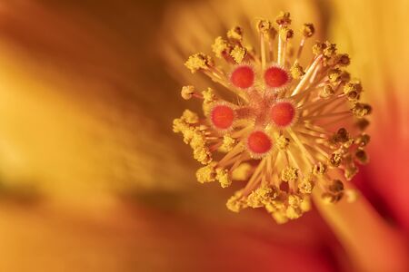 Stunning macro of red Hibiscus stamens with copy space. Floral detail. の写真素材