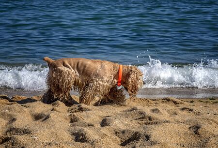 Cocker Spaniel walks at the beach near the sea.の写真素材
