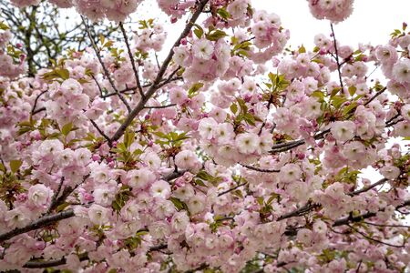 Beautiful gentle colors of Cherry blossoming tree.の写真素材