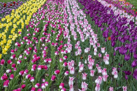 Beautiful tulips flower in a tulip field in spring day. Colorful tulips in the park. の写真素材
