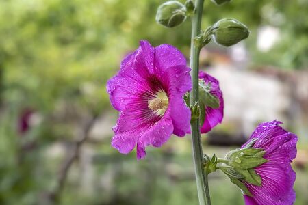 Marshmallow flowers after rain. close up in nature. flower background