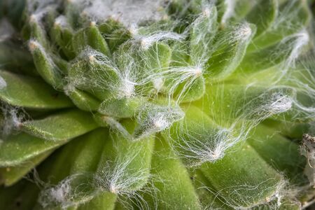 Cactus leaves, detailed close up photo, white threads between leaves visibleの写真素材