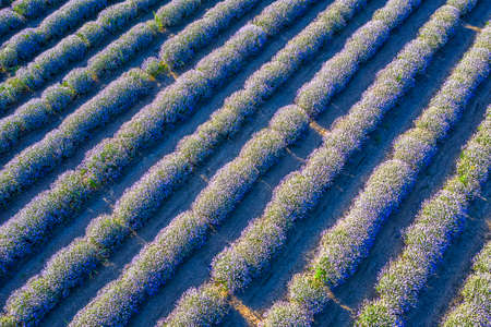 Beauty landscape of blooming lavender rows. Aerial view from drone. Nature backgroundの写真素材
