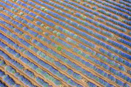 Beauty landscape of blooming lavender rows. Aerial view from drone. Nature backgroundの写真素材