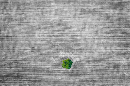aerial view of a lonely green tree in the agricultural field in black and white after harvest....