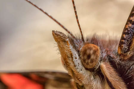 amazing butterfly head, close upの写真素材