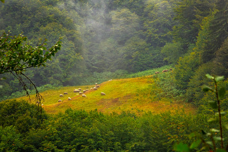 A flock of sheep grazing in a green meadow on a mountain hill.の写真素材