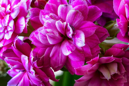 Closeup of beautiful red flowers on a sunny day.